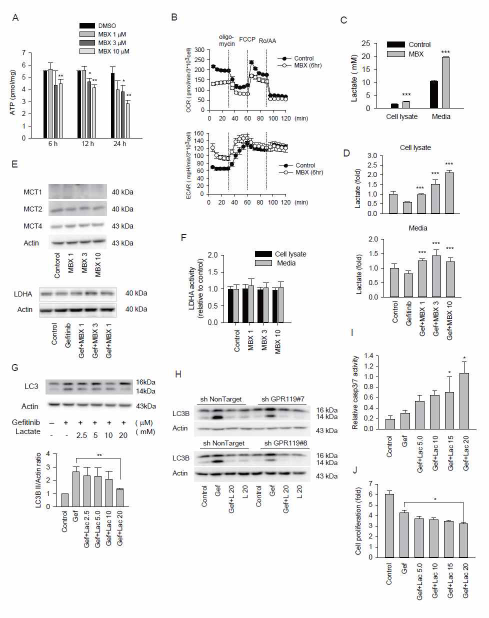 MBX-2982에 의한 glycolysis 촉진 및 lactate 형성과 autophagy 억제작용