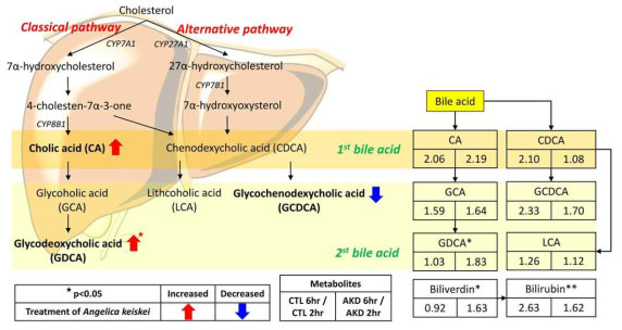 명일엽 투여 후 담즙산 대사의 변화