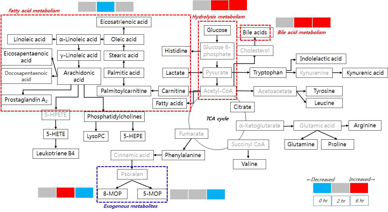 실험군내의 시간에 따라 변화된 대사체와 그와 관련된 대사
