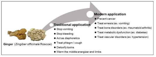 생강의 전통 및 현대적 효능