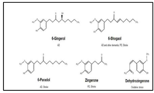 ANDs에 대한 생강의 유효 성분