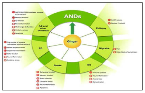 ANDs에 대한 생강 및 함유성분의 신경약리학 효능과 기전