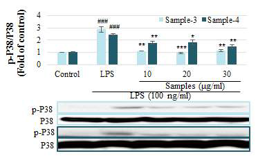 항염증성 표지인자인 p-P38 억제 효능