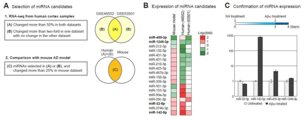 알츠하이머 질환 관여 miRNA 연구. (A) 공개된 RNA-seq 데이터를 이용하여 miRNA를 선별하는 과정. (B) miRNA 발현의 heat map 그래프. (C) 세포 모델을 이용한, miRNA 발현 변화를 검증