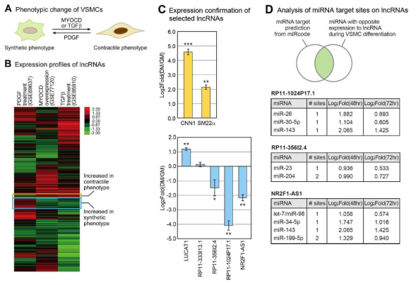 혈관 평활근 분화에 관여하는 lncRNA 발굴 및 이를 조절하는 miRNA 분석. (A) 혈관 평활근 분화를 유도할 수 있는 조건. (B) 혈관 평활근 분화 관련 공개 RNA-seq 데이터 분석하여, 분화 조건에서 공통적으로 변하는 lncRNA 후보 발굴. (C) PCR 실험을 통해 후보 lncRNA의 발현양 측정. (D) 선별된 세 가지 lncRNA, RP11-1024P17.1, RP11-356I2.4, NR2F1-AS1에 대하여, 이들을 조절하는 miRNA의 선별 및 분석 결과