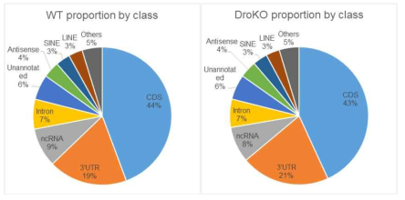 정상 세포(WT)와 드로셔 녹아웃 세포(DroKO)의 RNA를 이용하여 분석한 RNA-seq 결과로부터 유전체 상에 매핑되는 비율을 분석한 그림