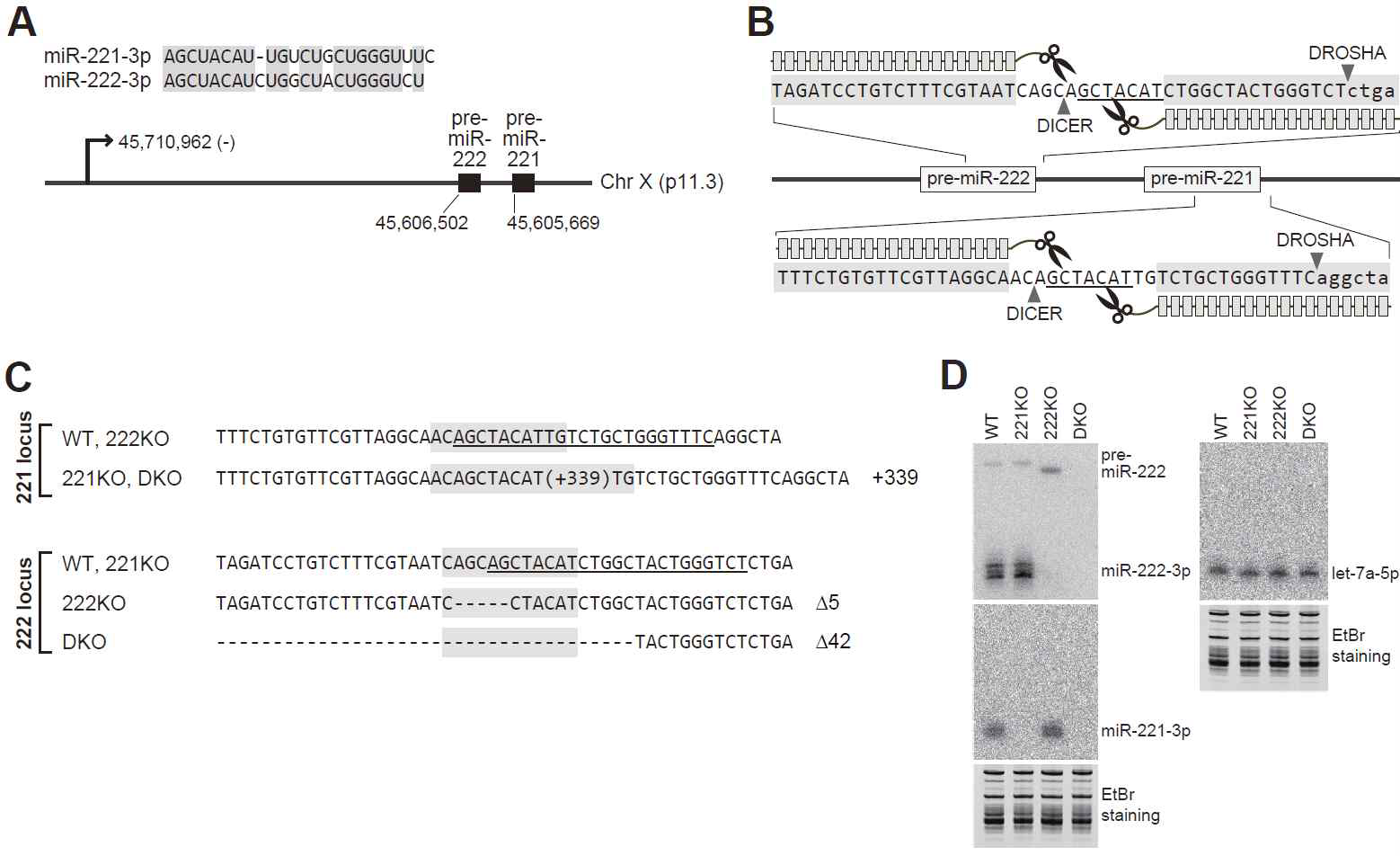 miR-221과 miR-222에 대한 녹아웃 세포주 제작. (A) miR-221과 miR-222의 유전체 위치 정보. (B) TALEN 유전자 가위를 이용하여 마이크로RNA 유전자 제거 세포주 제작. (C) 확보된 녹아웃 세포주에서 마이크로RNA 부근의 돌연변이 확인. (D) 녹아웃 세포주에서, 각각의 마이크로 RNA가 발현되지 않음을 확인
