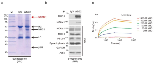 MHC I의 결합단백질인 NCAM1 발굴 및 NCAM1-MHC I 결합 확인