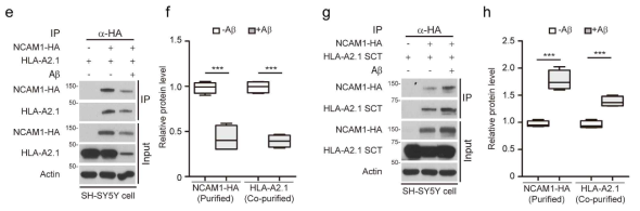 구조안정화 MHC-I(SCT-MHC I)의 발현에 의한 NCAM1 발현회복 및 결합증가