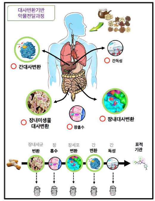 천연물기반 외인성 대사물질의 인체 주요 장기에 의한 화학적 제3의 유도체로의 변화 및 대사물질변환기반