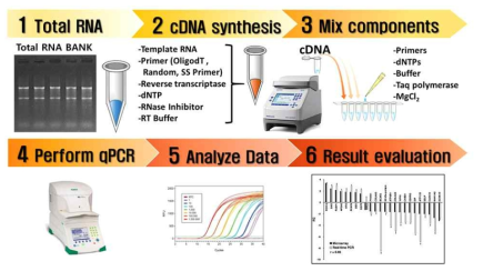 qPCR 기법을 이용한 X-ALD 마커유전자 검증절차 모식도