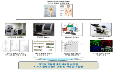 역분화 줄기세포 유래 개인별 X-ALD 세포를 이용한 연구방법