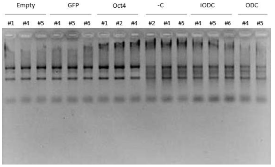 Extracted total RNA and purified RNA from each sample