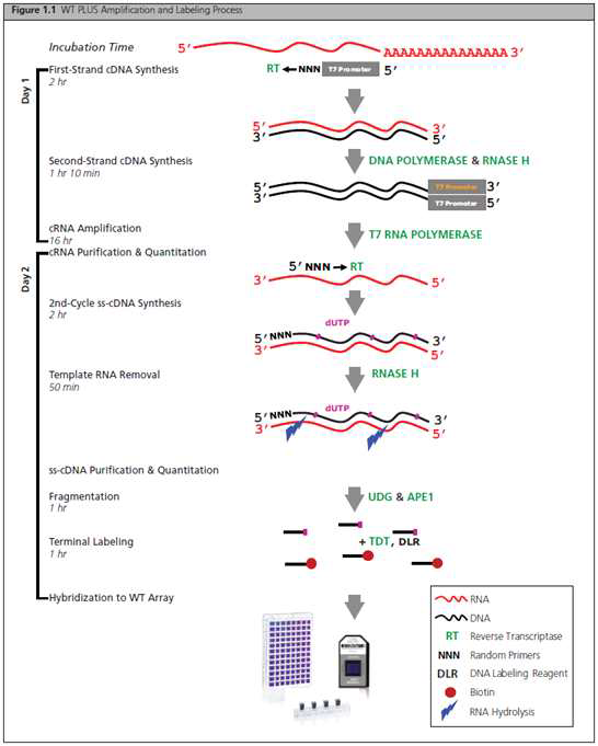 WT PLUS Amplification and Labeling Protocol (http://www.affymetrix.com/estore)