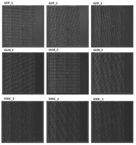 Scan image of AffymetrixⓇ GeneChipⓇ Human Gene 2.0 ST Array