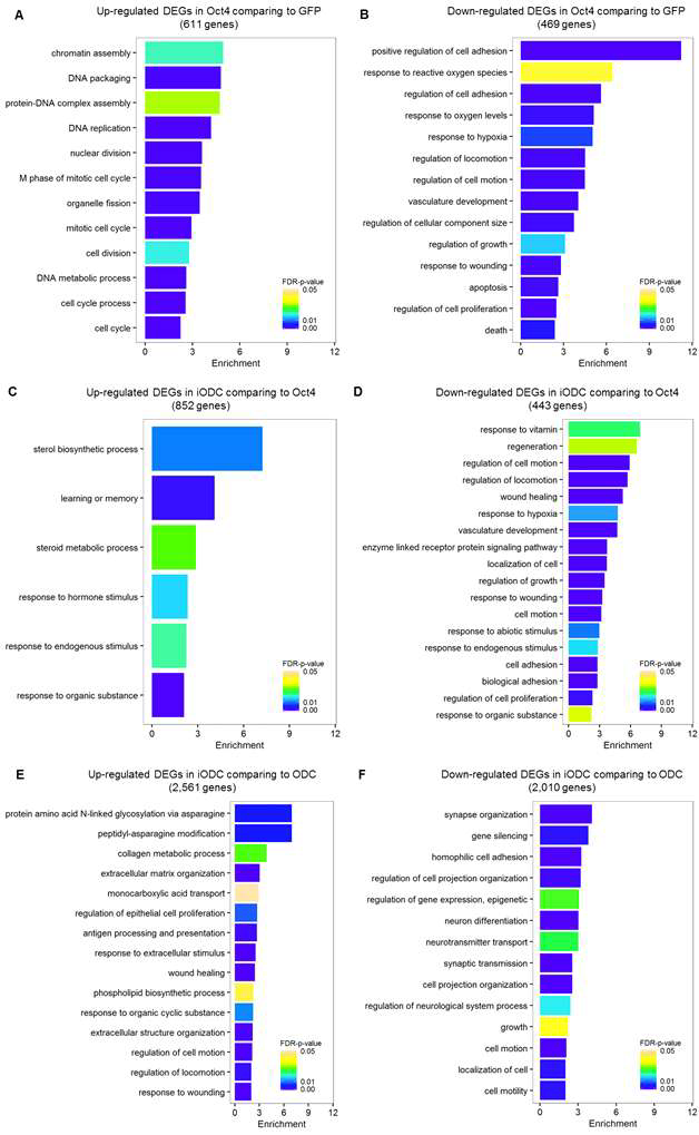 Significantly enriched biological processes of up-regulated (left) or down-regulated (right) DEGs when comparing Oct4 and GFP (A, B), iODC and OCT4 (C, D), iODC and ODC (E, F)