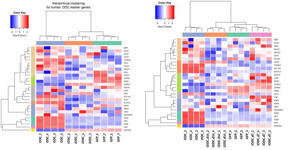 Human ODC marker genes 활용, ODC, iODC, fibroblast Hierarchical clustering 분석