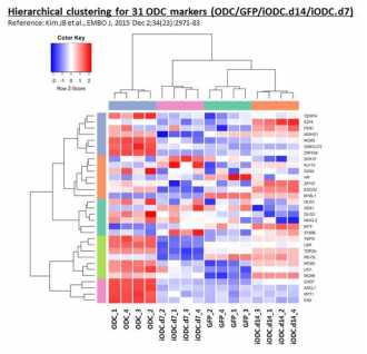 Hierarchical clustering for 31 ODC markers