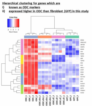 Hierachical clustering for genes which are known as ODC markers and expressed higher in ODC than fibroblast in this study