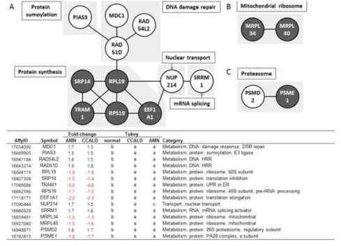 Protein-protein interaction (PPI) network of protein metabolism