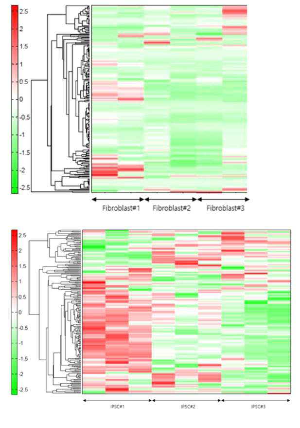Fibroblast 및 IPSC 단계에서의 대사체 Heat map