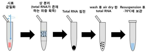 X-ALD total RNA 추출 실험절차 모식도