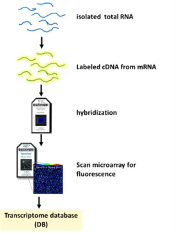 Affymetrix GeneChip System을 이용 microarray 실험 절차 개요