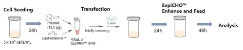 ExpiCHO-S™ 세포에서 transfection 방법 (ExpiFectamine™)