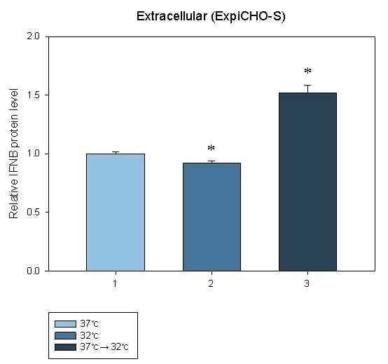 Transfection 후 온도 조건에 따른 interferon-beta 발현 변화 (ExpiCHO-S™세포)