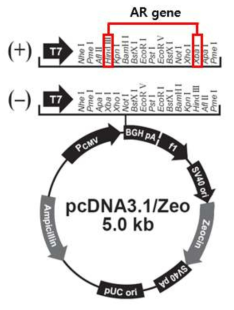 AR expression vector모식도