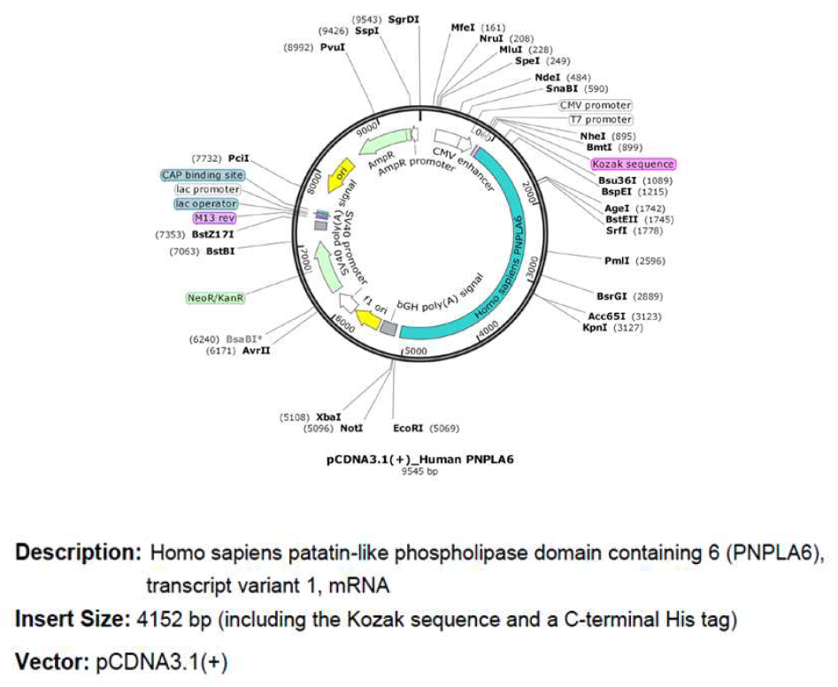 pcDNA3.1(+)_Human PNPLA6 exprssion vector 및 gene information