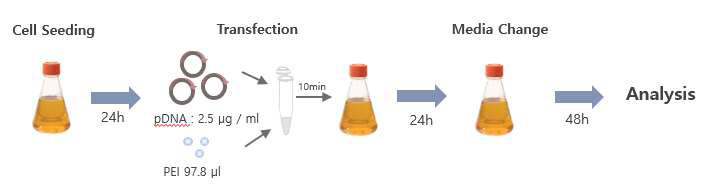 HEK293F cell에서의 AR / NTE expression vector transfection 모식도