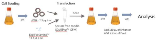 ExpiCHO-S™ cell에서의 AR / NTE expression vector transfection 모식도