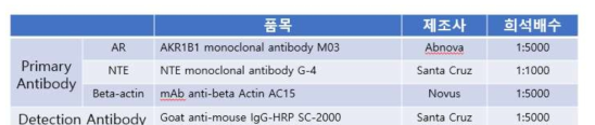 Western blot에 사용된 antibody 종류와 희석배수