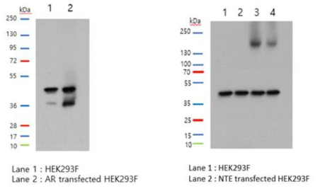 HEK293F 세포에서의 AR과 NTE 단백질 발현량 비교