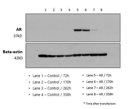 ExpiCHO-S™ 세포에서의 시간대별 AR 발현량 분석