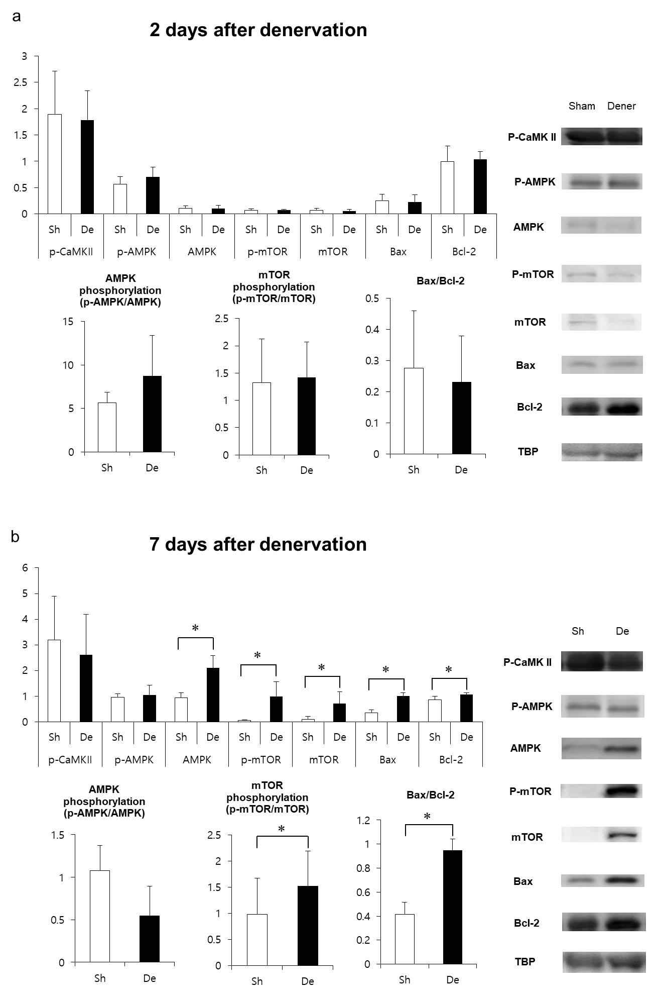 전경골근에서 시행한 웨스턴 블롯 검사결과 (a) 탈신경 2 일 후, CaMK II, AMPK, mTOR 또는 세포 사멸 (Bax, Bcl2) 경로와 관련된 분자 표지자의 발현에는 유의 한 변화가 없었음. (b) 7일후 mTOR, p-mTOR, AMPK, Bax, Bcl-2가 탈신경 근육에서 유의미한 증가가 보였고, p-mTOR의 인산화(p-mTOR / mTOR)가 유의미 하게 증가함. (Sh, 0.978 ± 0.692, De, 1.520 ± 0.667, n = 6, P = 0.116) * P <0.05 (Wilcoxon signed-rank tests). Sh, 가장수술; De, 탈신경; TBP, TATA binding protein