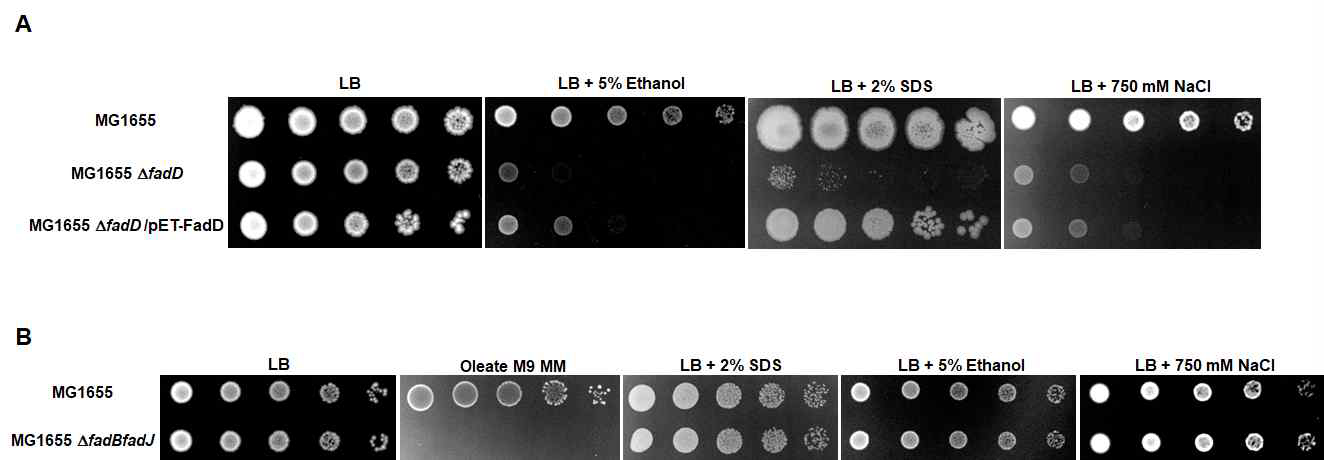 fadD 결손 균주의 세포막 스트레스에 민감한 표현형
