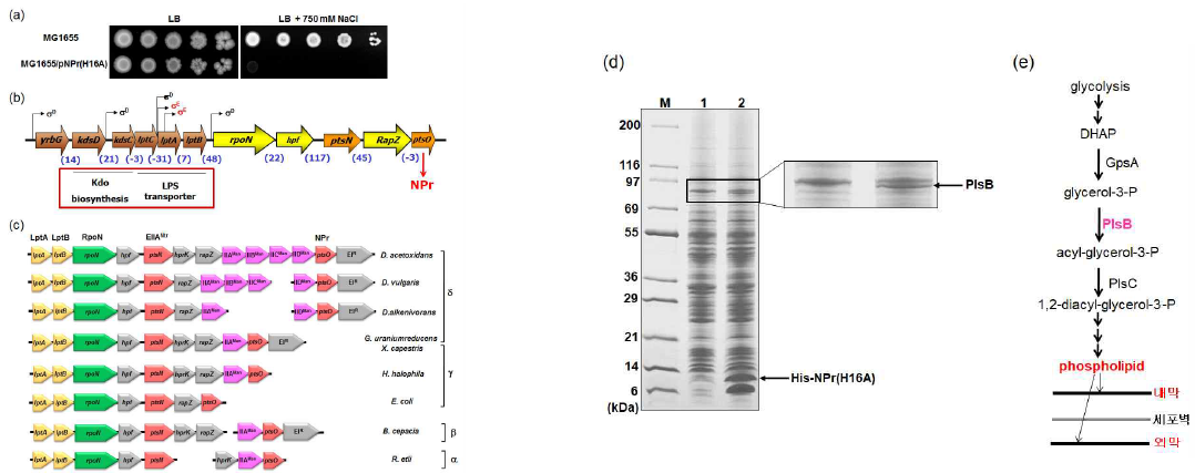 세포막 스트레스와 NPr과의 연관성 및 NPr을 이용한 ligand fishing