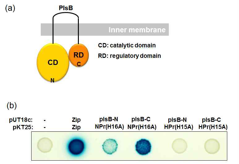 NPr과 PlsB의 regulatory domain과의 상호작용