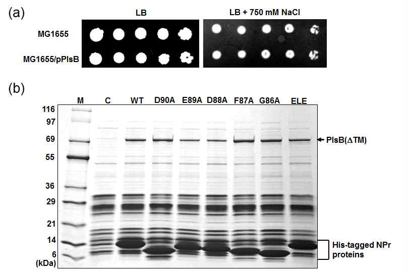 NPr의 salt stress 민감성 표현형과 PlsB와의 연관성