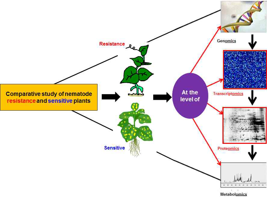 고구마 선충 저항성 관련 분자생리적 연구를 위해 이용 가능한 오믹스 기술들
