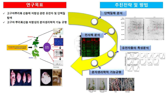 연구 추진절차