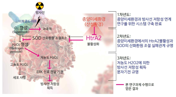 본 연구과제 연구수행 내용 요약 모식도