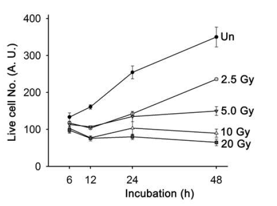 자궁경부암 세포주 (HeLa)의 γ-radiation Gy별 생존 세포수