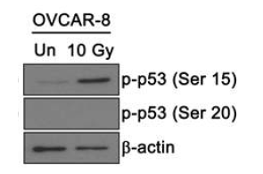 γ-radiation 조사 후 난소암 세포주 (OVCAR-8)의 p53 인산화