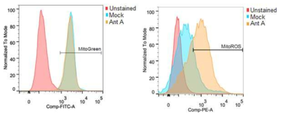 미토콘드리아 양 비교 (왼쪽) 및 미토콘드리아 활성산소 비교 (오른쪽)
