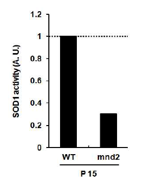 HtrA2 결핍 마우스의 SOD1 활성