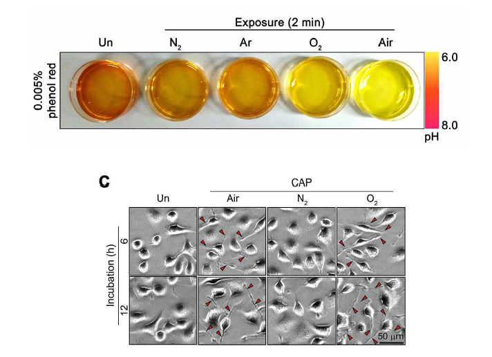 바이오플라즈마에 의한 산성화와 방사선 저항성 보유 세포주 형태변화