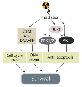 방사선 조사로 유도되는 생존 관련 세포기전 모식도